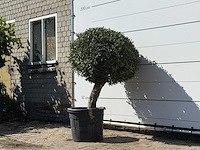 Olijfboom bolvorm - olea europaea - ca. 40 jaar oud - hoogte ca. 150 cm - afbeelding 2 van  3