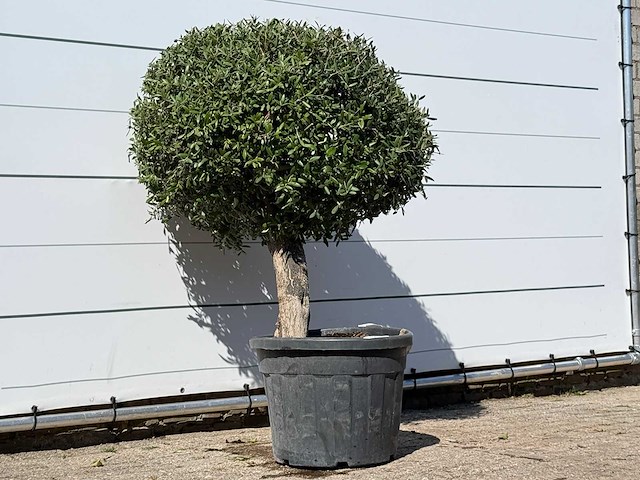 Olijfboom bolvorm - olea europaea - ca. 40 jaar oud - hoogte ca. 150 cm - afbeelding 3 van  3