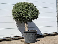 Olijfboom bolvorm - olea europaea - ca. 40 jaar oud - hoogte ca. 150 cm - afbeelding 3 van  3