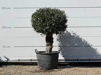 Olijfboom bolvorm - olea europaea - ca. 40 jaar oud - hoogte ca. 150 cm - afbeelding 1 van  3