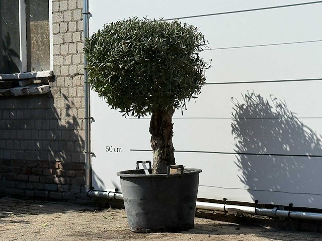 Olijfboom bolvorm - olea europaea - ca. 40 jaar oud - hoogte ca. 150 cm - afbeelding 2 van  3