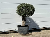 Olijfboom bolvorm - olea europaea - ca. 40 jaar oud - hoogte ca. 150 cm - afbeelding 3 van  3