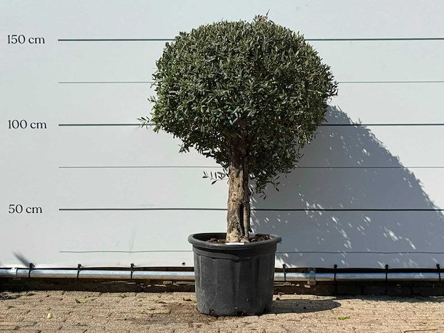 Olijfboom bolvorm - olea europaea - ca. 40 jaar oud - hoogte ca. 150 cm - afbeelding 1 van  3