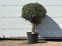 Olijfboom bolvorm - olea europaea - ca. 40 jaar oud - hoogte ca. 150 cm - afbeelding 1 van  3