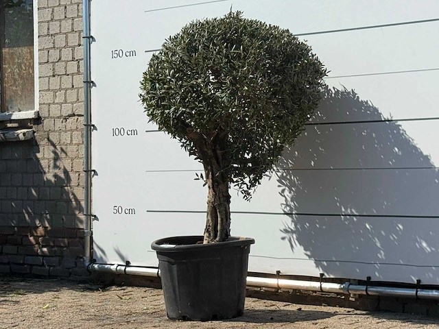 Olijfboom bolvorm - olea europaea - ca. 40 jaar oud - hoogte ca. 150 cm - afbeelding 2 van  3