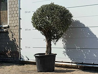 Olijfboom bolvorm - olea europaea - ca. 40 jaar oud - hoogte ca. 150 cm - afbeelding 2 van  3