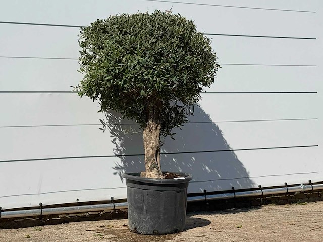 Olijfboom bolvorm - olea europaea - ca. 40 jaar oud - hoogte ca. 150 cm - afbeelding 3 van  3