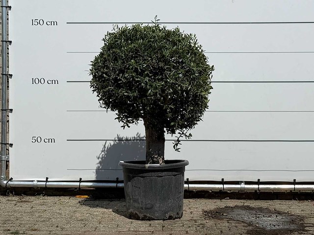 Olijfboom bolvorm - olea europaea - ca. 40 jaar oud - hoogte ca. 150 cm - afbeelding 1 van  2