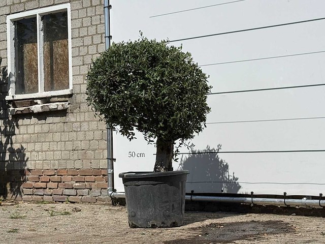 Olijfboom bolvorm - olea europaea - ca. 40 jaar oud - hoogte ca. 150 cm - afbeelding 2 van  2