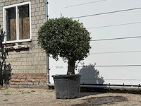 Olijfboom bolvorm - olea europaea - ca. 40 jaar oud - hoogte ca. 150 cm - afbeelding 2 van  2