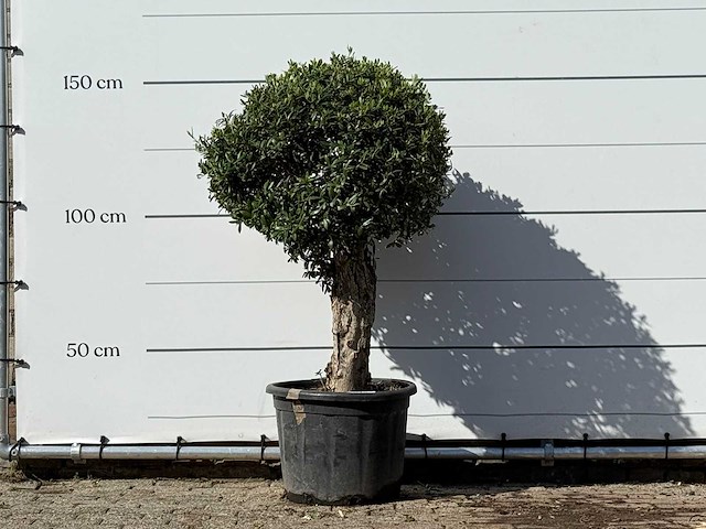 Olijfboom bolvorm - olea europaea - ca. 40 jaar oud - hoogte ca. 150 cm - afbeelding 1 van  3
