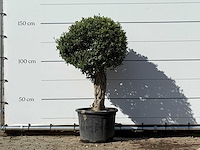 Olijfboom bolvorm - olea europaea - ca. 40 jaar oud - hoogte ca. 150 cm - afbeelding 1 van  3
