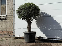 Olijfboom bolvorm - olea europaea - ca. 40 jaar oud - hoogte ca. 150 cm - afbeelding 3 van  3