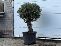 Olijfboom bolvorm - olea europaea - ca. 40 jaar oud - hoogte ca. 150 cm - afbeelding 1 van  2