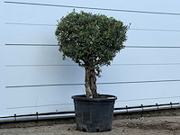 Olijfboom bolvorm - olea europaea - ca. 40 jaar oud - hoogte ca. 150 cm - afbeelding 2 van  2
