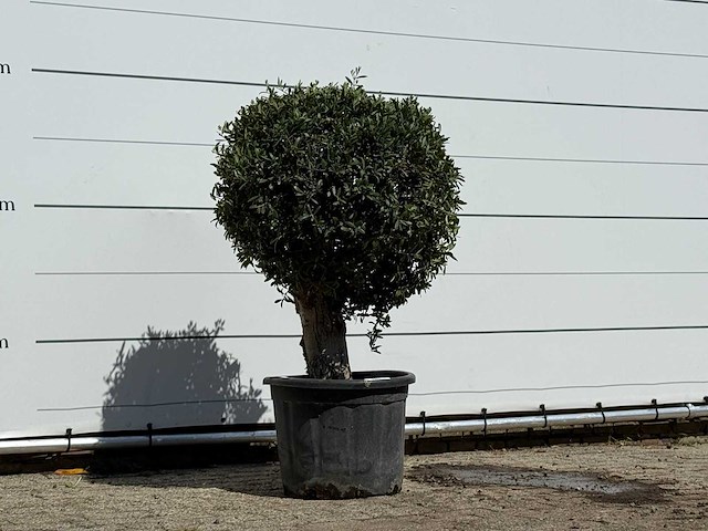 Olijfboom bolvorm - olea europaea - ca. 40 jaar oud - hoogte ca. 150 cm - afbeelding 3 van  3