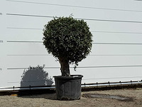 Olijfboom bolvorm - olea europaea - ca. 40 jaar oud - hoogte ca. 150 cm - afbeelding 3 van  3
