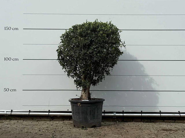 Olijfboom bolvorm - olea europaea - ca. 40 jaar oud - hoogte ca. 150 cm - afbeelding 1 van  3