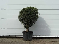 Olijfboom bolvorm - olea europaea - ca. 40 jaar oud - hoogte ca. 150 cm