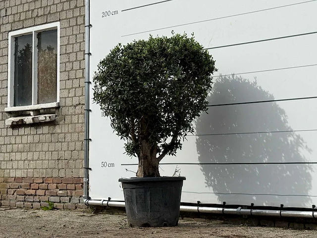 Olijfboom bolvorm - olea europaea - ca. 40 jaar oud - hoogte ca. 150 cm - afbeelding 2 van  3