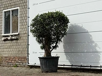Olijfboom bolvorm - olea europaea - ca. 40 jaar oud - hoogte ca. 150 cm - afbeelding 2 van  3
