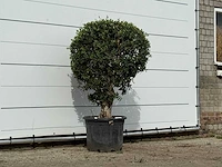 Olijfboom bolvorm - olea europaea - ca. 40 jaar oud - hoogte ca. 150 cm - afbeelding 3 van  3