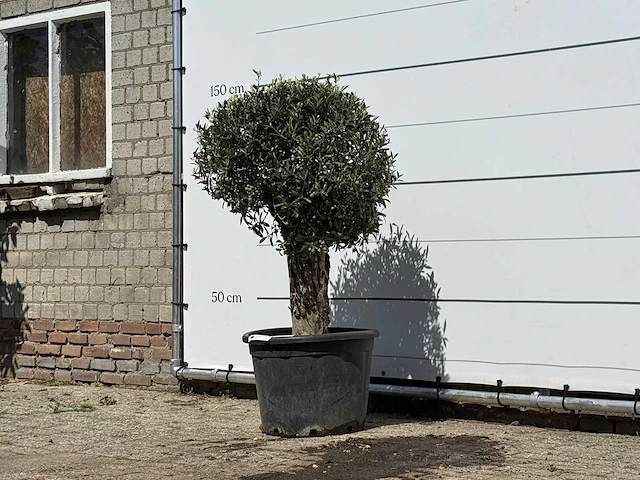 Olijfboom bolvorm - olea europaea - ca. 40 jaar oud - hoogte ca. 150 cm - afbeelding 1 van  1