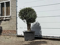 Olijfboom bolvorm - olea europaea - ca. 40 jaar oud - hoogte ca. 150 cm