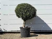Olijfboom bolvorm - olea europaea - ca. 40 jaar oud - hoogte ca. 150 cm