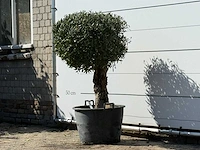 Olijfboom bolvorm - olea europaea - ca. 40 jaar oud - hoogte ca. 150 cm - afbeelding 2 van  3