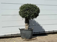 Olijfboom bolvorm - olea europaea - ca. 40 jaar oud - hoogte ca. 150 cm - afbeelding 3 van  3