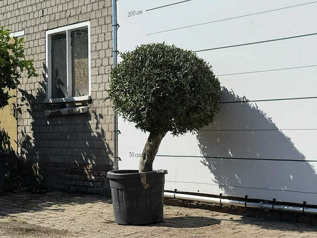 Olijfboom bolvorm - olea europaea - ca. 40 jaar oud - hoogte ca. 150 cm - afbeelding 3 van  3