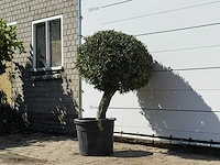 Olijfboom bolvorm - olea europaea - ca. 40 jaar oud - hoogte ca. 150 cm - afbeelding 3 van  3