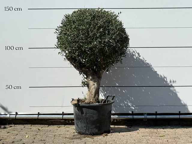Olijfboom bolvorm - olea europaea - ca. 40 jaar oud - hoogte ca. 150 cm - afbeelding 1 van  3