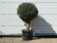 Olijfboom bolvorm - olea europaea - ca. 40 jaar oud - hoogte ca. 150 cm