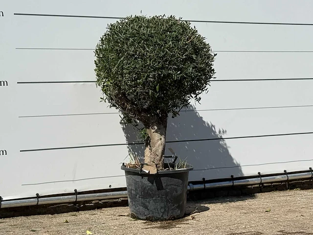 Olijfboom bolvorm - olea europaea - ca. 40 jaar oud - hoogte ca. 150 cm - afbeelding 3 van  3