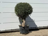 Olijfboom bolvorm - olea europaea - ca. 40 jaar oud - hoogte ca. 150 cm - afbeelding 3 van  3