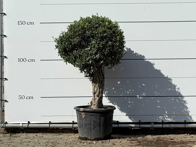 Olijfboom bolvorm - olea europaea - ca. 40 jaar oud - hoogte ca. 150 cm - afbeelding 1 van  3