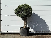 Olijfboom bolvorm - olea europaea - ca. 40 jaar oud - hoogte ca. 150 cm