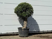 Olijfboom bolvorm - olea europaea - ca. 40 jaar oud - hoogte ca. 150 cm - afbeelding 2 van  3