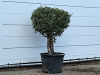 Olijfboom bolvorm - olea europaea - ca. 40 jaar oud - hoogte ca. 150 cm - afbeelding 2 van  2