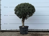 Olijfboom bolvorm - olea europaea - ca. 40 jaar oud - hoogte ca. 150 cm