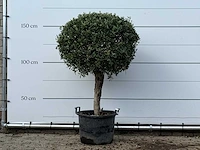 Olijfboom bolvorm - olea europaea - ca. 40 jaar oud - hoogte ca. 160 cm