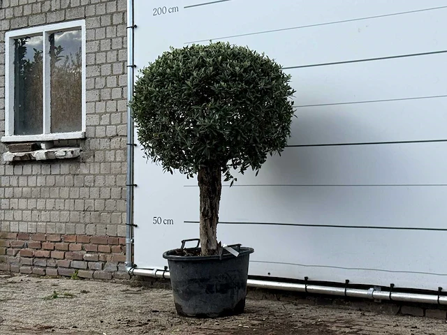 Olijfboom bolvorm - olea europaea - ca. 40 jaar oud - hoogte ca. 160 cm - afbeelding 3 van  3