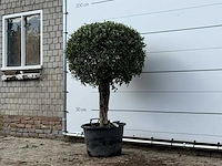 Olijfboom bolvorm - olea europaea - ca. 40 jaar oud - hoogte ca. 160 cm - afbeelding 3 van  3