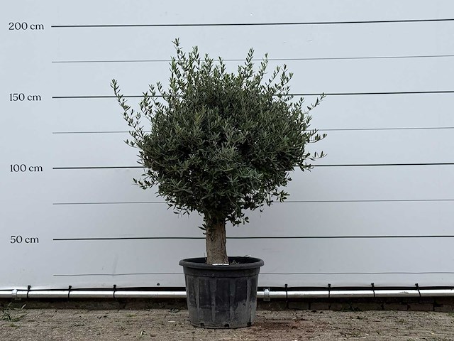 Olijfboom bolvorm - olea europaea - ca. 40 jaar oud - hoogte ca. 170 cm - afbeelding 1 van  2