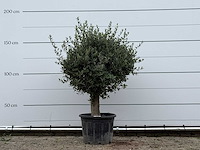Olijfboom bolvorm - olea europaea - ca. 40 jaar oud - hoogte ca. 170 cm - afbeelding 1 van  2