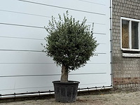 Olijfboom bolvorm - olea europaea - ca. 40 jaar oud - hoogte ca. 170 cm - afbeelding 2 van  2
