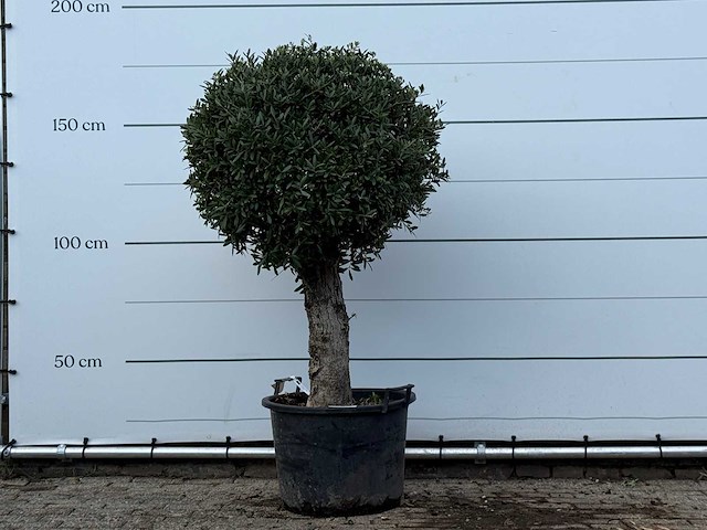 Olijfboom bolvorm - olea europaea - ca. 40 jaar oud - hoogte ca. 170 cm - afbeelding 1 van  3