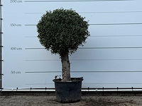 Olijfboom bolvorm - olea europaea - ca. 40 jaar oud - hoogte ca. 170 cm - afbeelding 1 van  3
